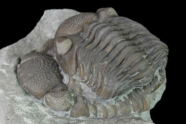 Bargain Eldredgeops Trilobite Fossils - Silica Shale #137267